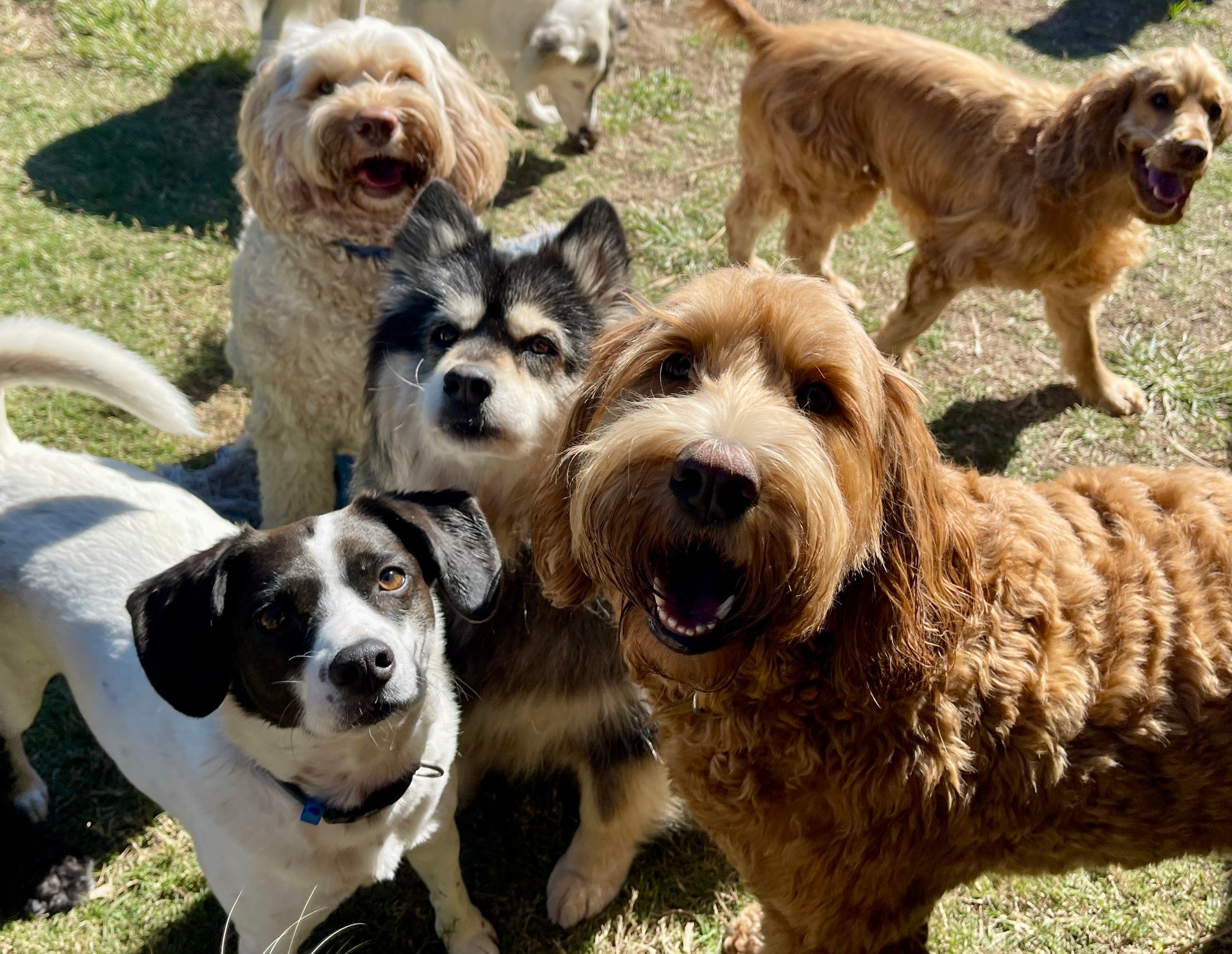 Five dogs looking at the camera ￼