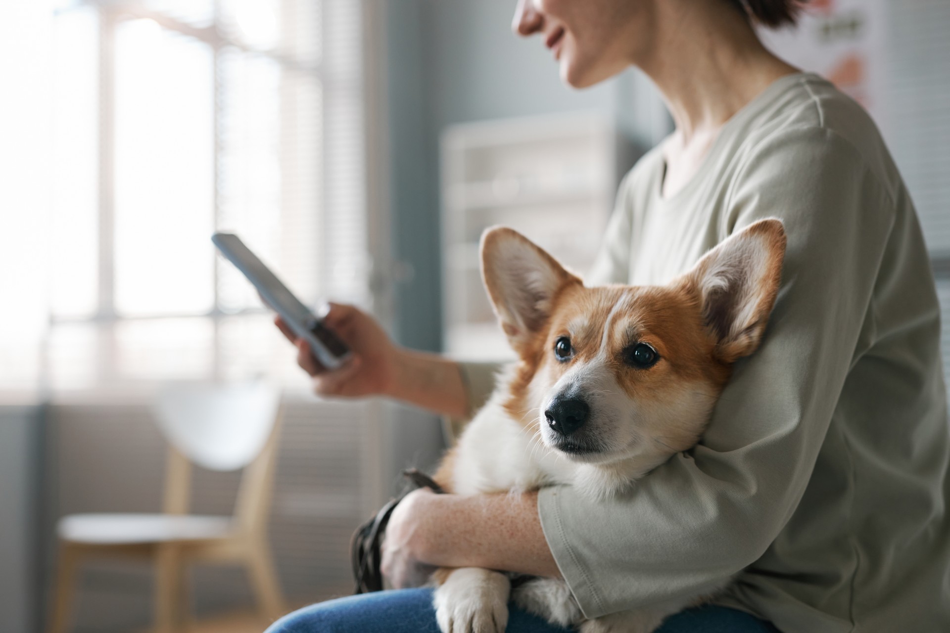 Side view of young female owner of corgi dog using mobile phone